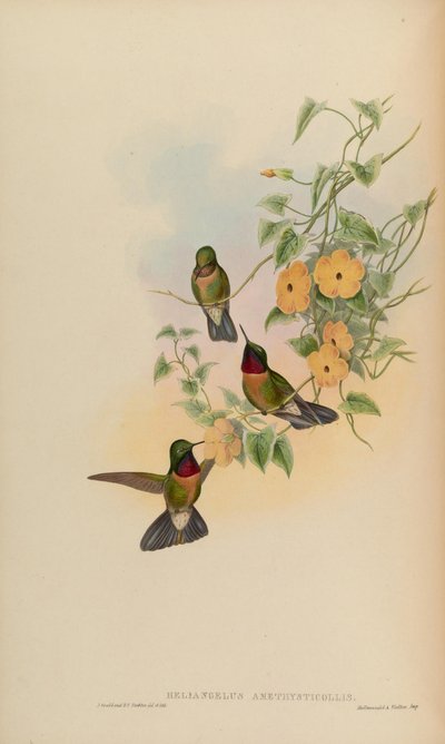 Heliangelus amethysticollis - John Gould